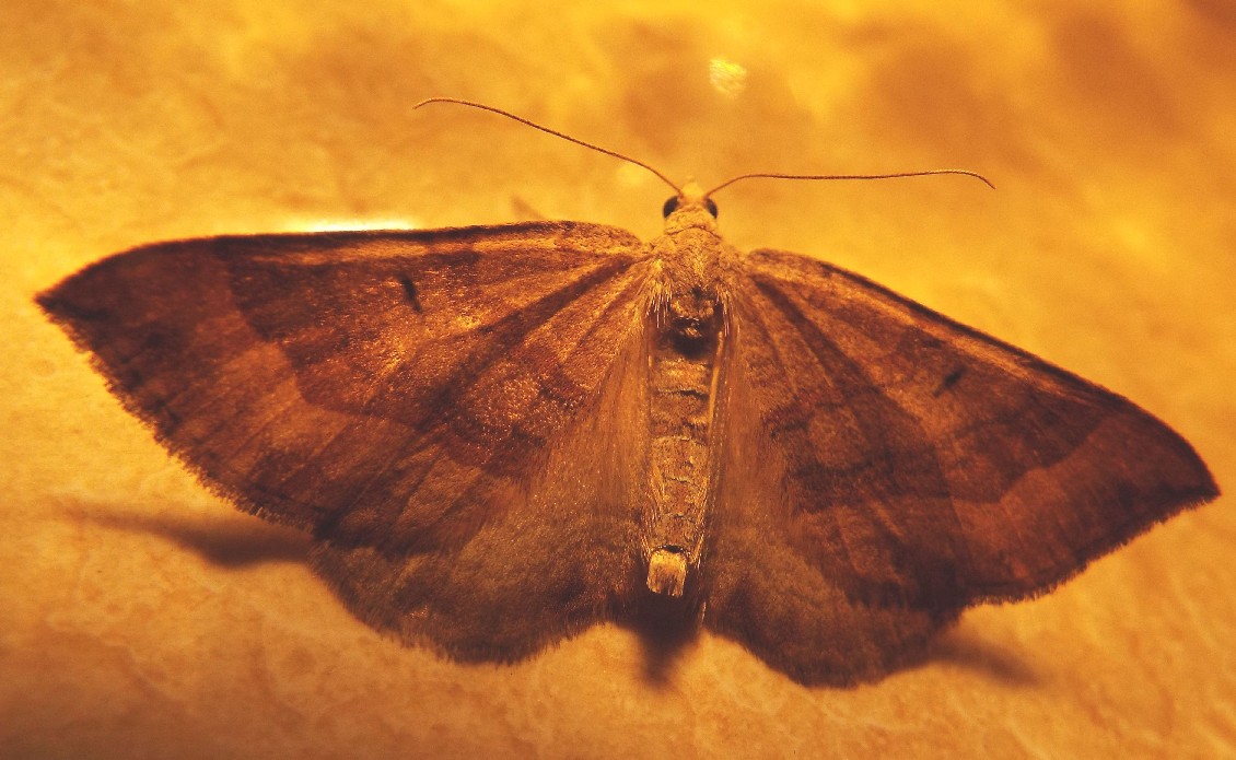 Falena da identificare - Scotopteryx chenopodiata